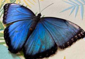 Powiększ obraz: Warsztaty przyrodnicze z motylami egzotycznymi